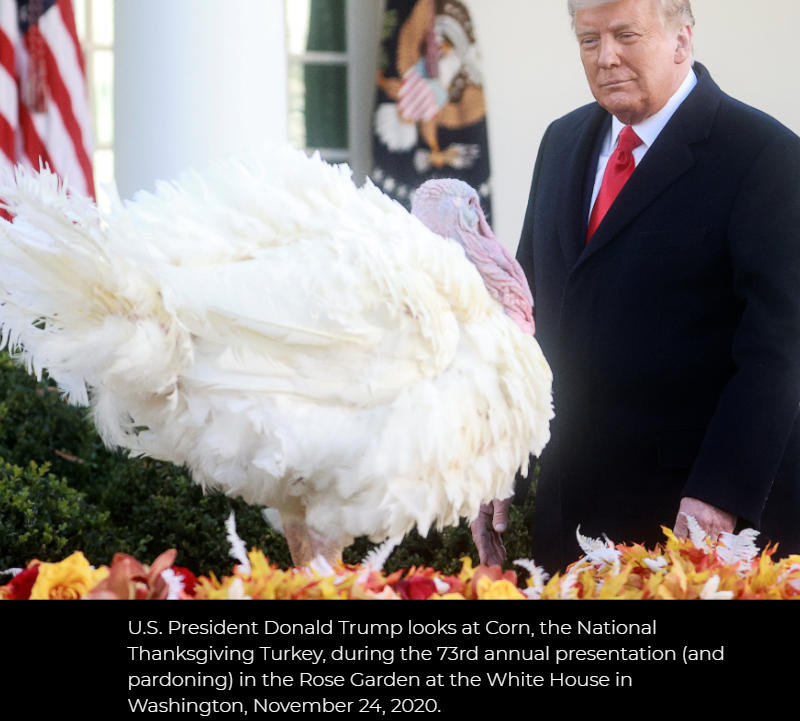  Trump Pardons Iowa Turkey Named Corn