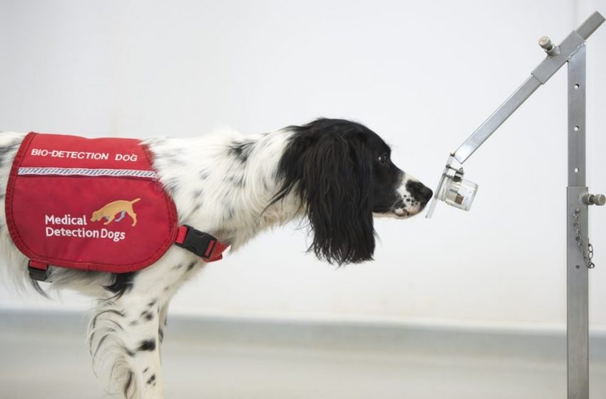  Sniffer Dogs Learn to Detect COVID-19