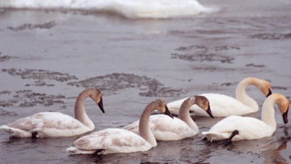  Town of Swansea Announces Results of Avian Flu Testing Following Cluster of Swan Deaths