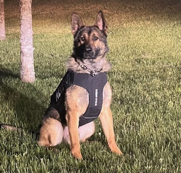  City of Cranston Police Department K9s Ryken and Czar has received donation of body armor