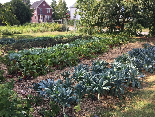  Reed to Discuss EAT Local Foods Act with RI Farmers & Community Partners
